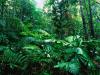 Tropical Rainforest, Lacey Creek, Queensland, Australia